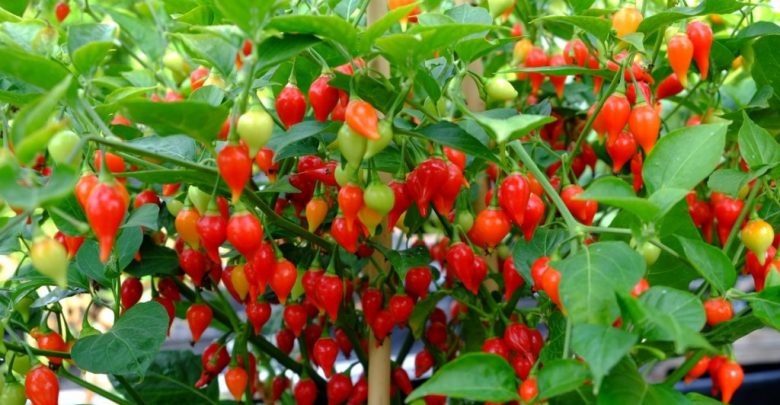 como plantar pimenta biquinho