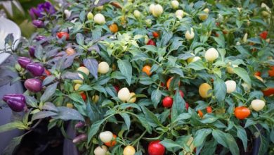 como plantar pimenta boliviana