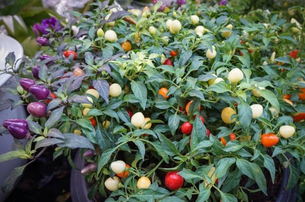 como plantar pimenta boliviana