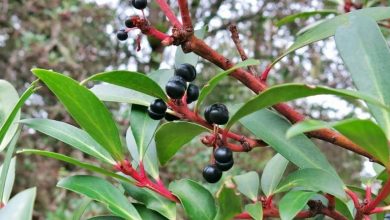como plantar pimenta da tasmania