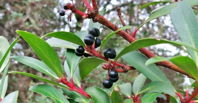 como plantar pimenta da tasmania
