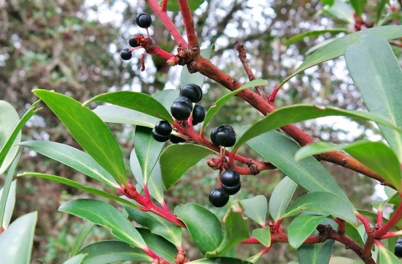 como plantar pimenta da tasmania