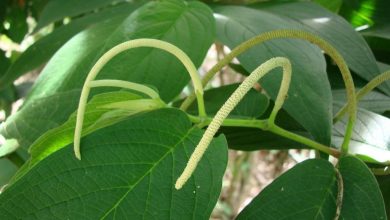 como plantar pimenta-de-macaco