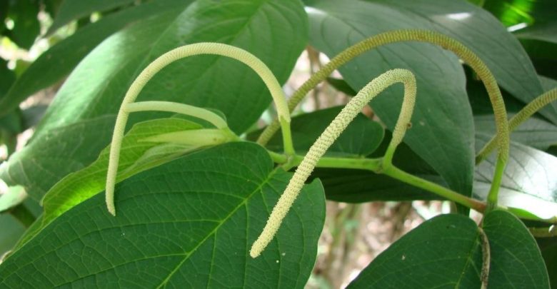 como plantar pimenta-de-macaco