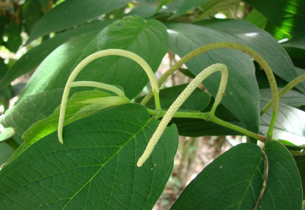 como plantar pimenta-de-macaco