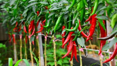 como plantar pimenta dedo de moca