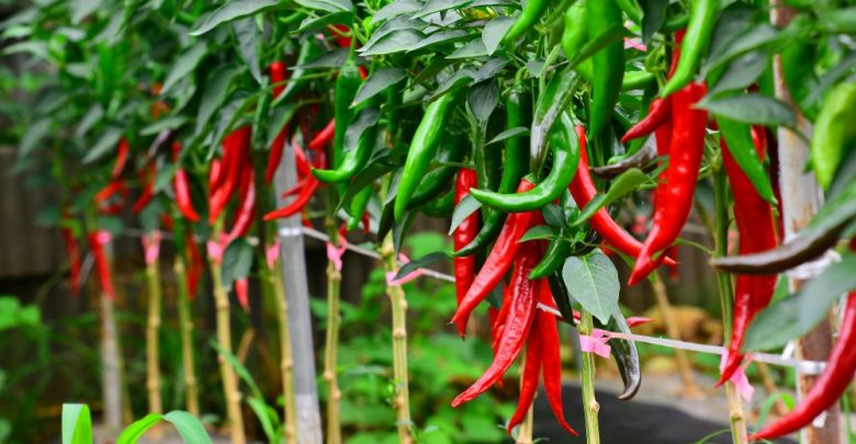 como plantar pimenta dedo de moca