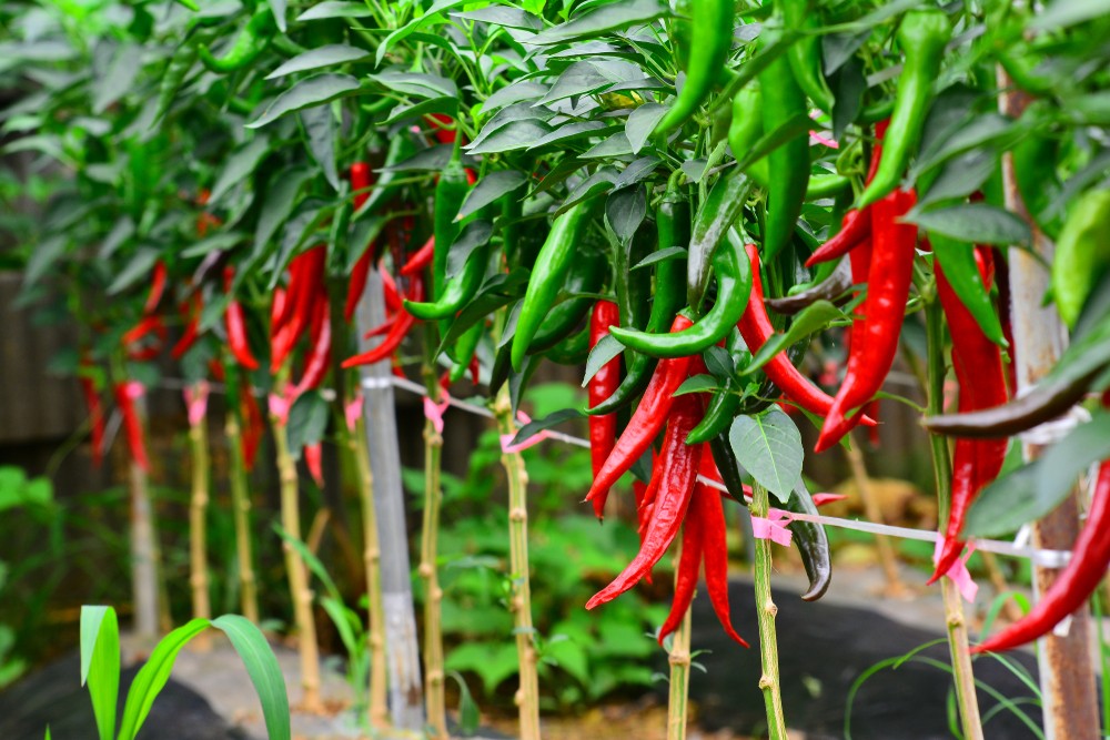 como plantar pimenta dedo de moca