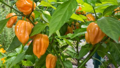 como plantar pimenta habanero