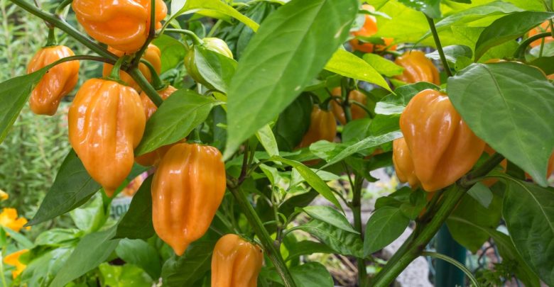 como plantar pimenta habanero