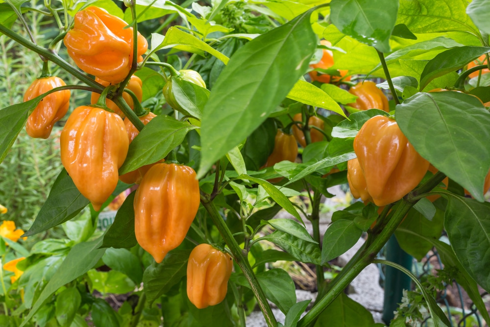 como plantar pimenta habanero