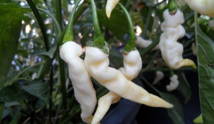 como plantar pimenta murupi
