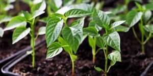 como plantar pimenta poblano