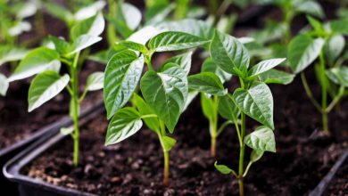 como plantar pimenta poblano