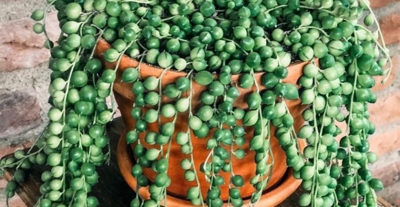 como plantar planta cordao de lagrimas