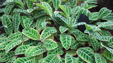 como plantar planta de oraçao