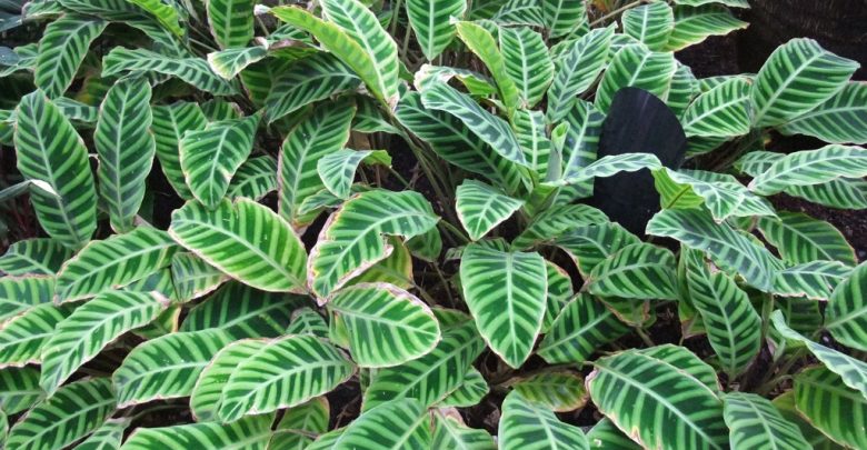 como plantar planta de oraçao