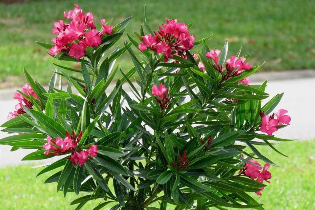 como plantar planta do pagode