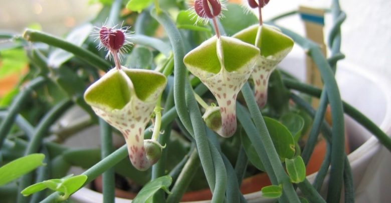 como plantar planta do paraquedas