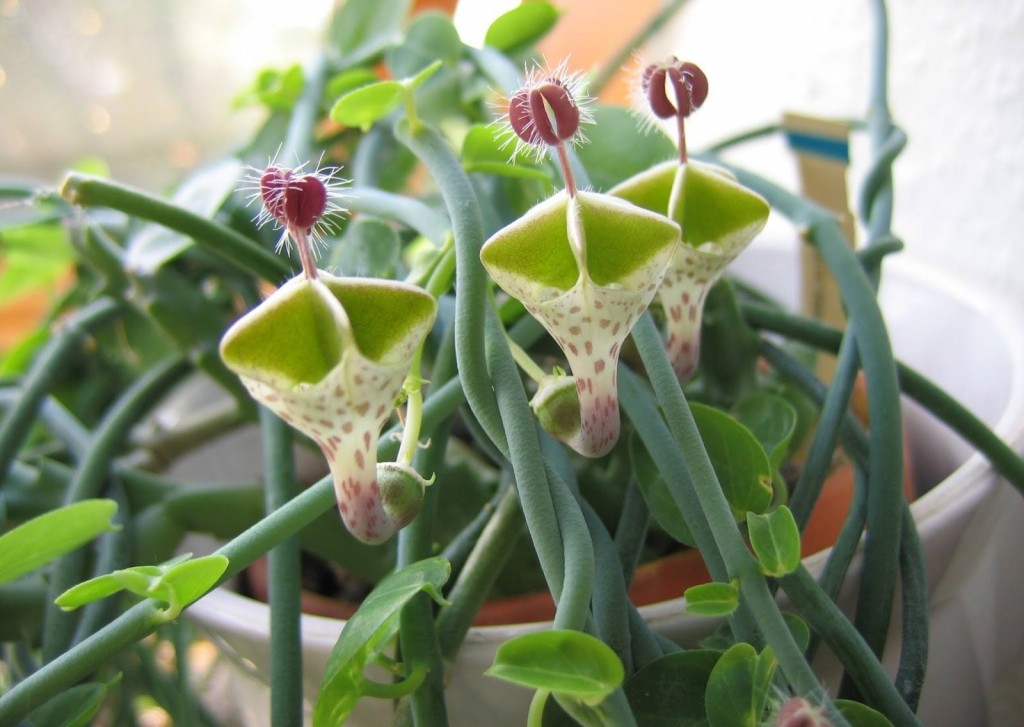 como plantar planta do paraquedas