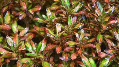 como plantar planta espelho