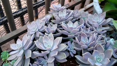 como plantar planta fantasma