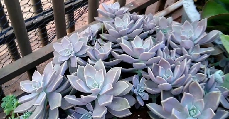 como plantar planta fantasma