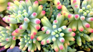 como plantar planta feijao de geleia