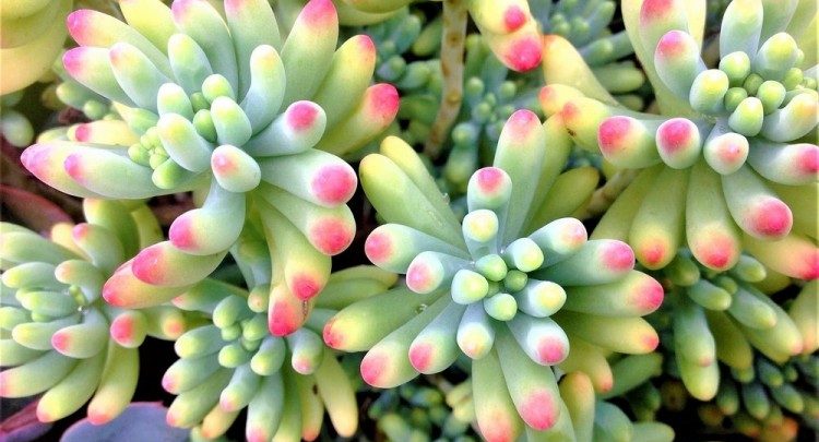 como plantar planta feijao de geleia