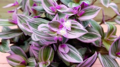 como plantar planta lambari roxo