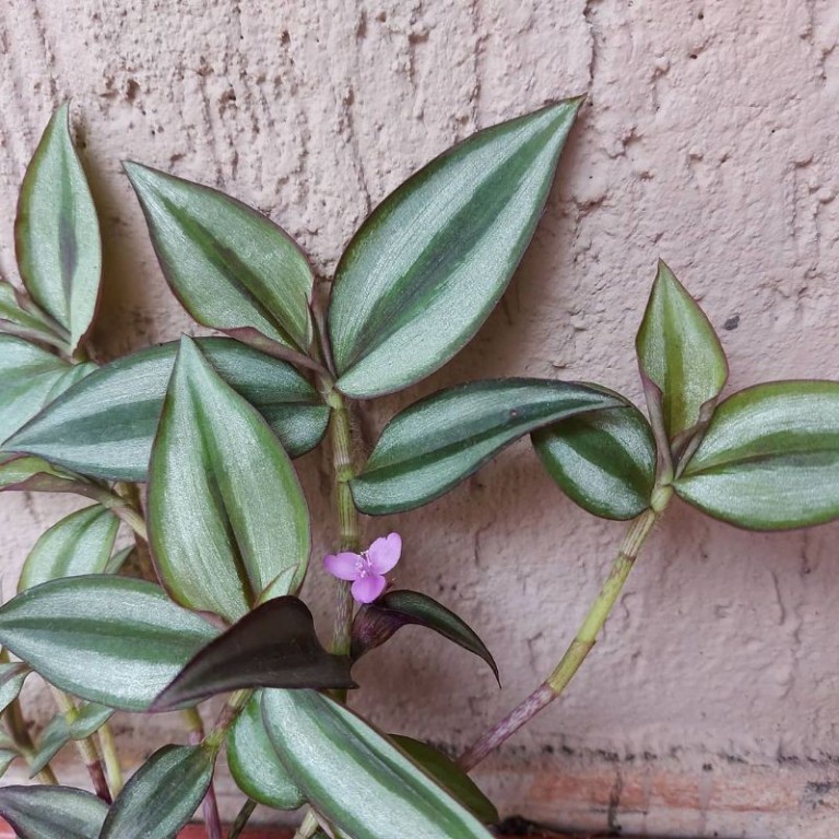 como plantar planta lambari..