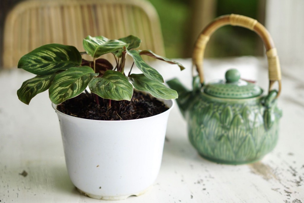 como plantar planta pavão