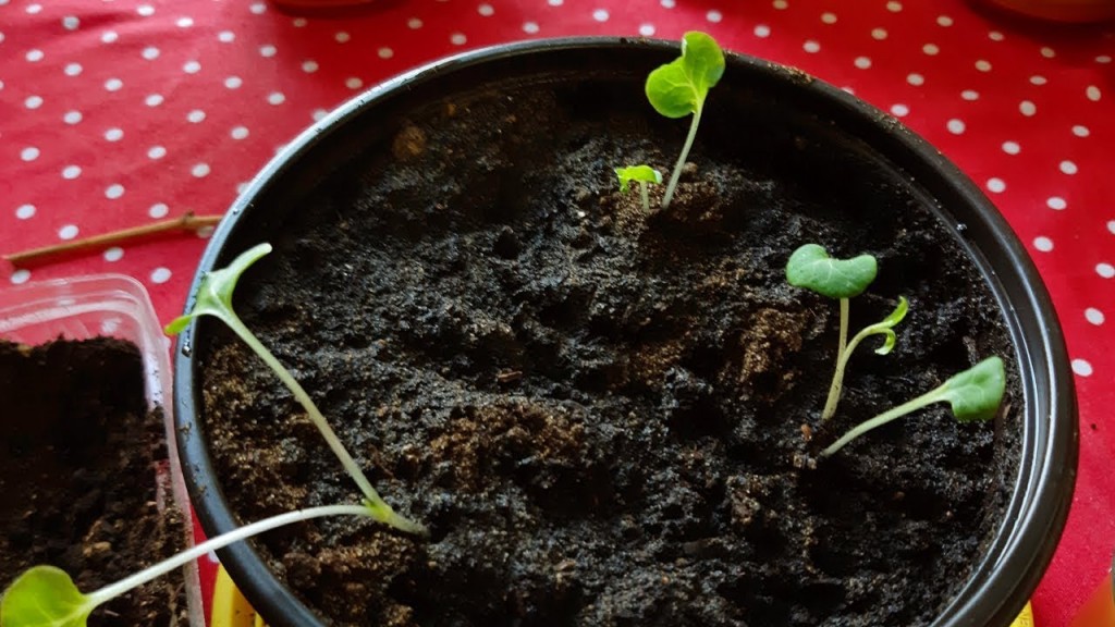 como plantar plantas das quatro horas