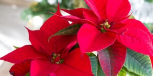 como plantar poinsetia