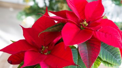 como plantar poinsetia