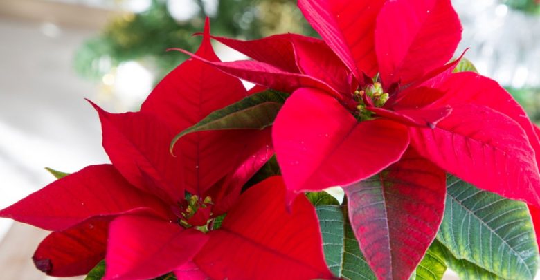 como plantar poinsetia