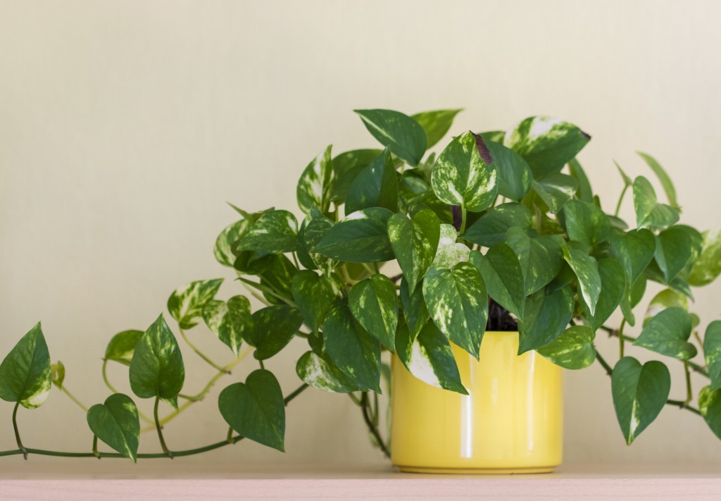 como plantar pothos dourado