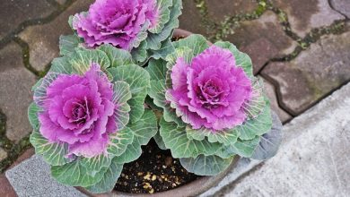 como plantar repolho ornamental