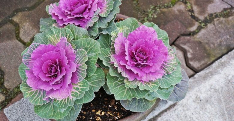 como plantar repolho ornamental