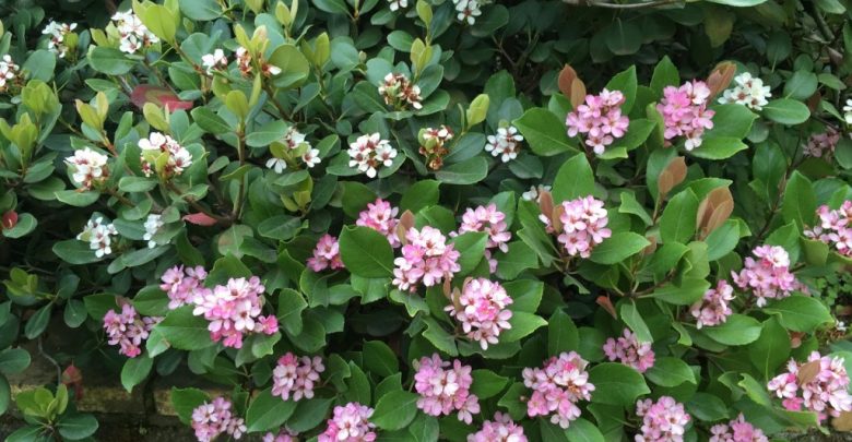 como plantar rhaphiolepis indica