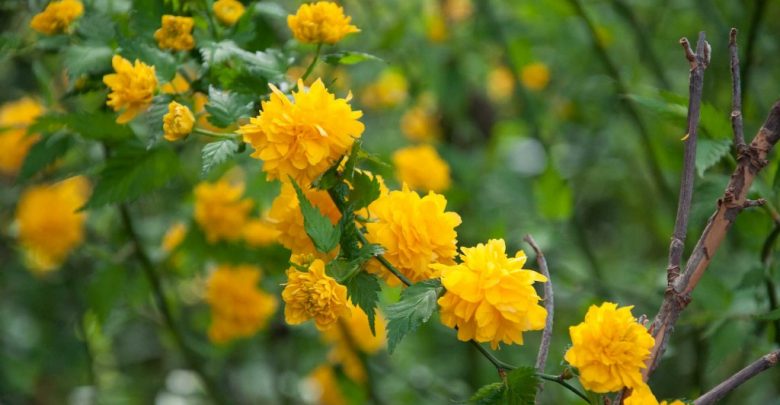 como plantar rosa japonesa