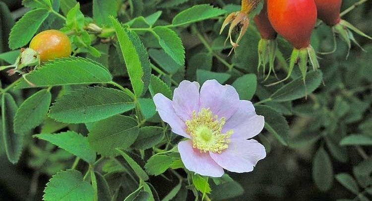 como plantar rosa mosqueta