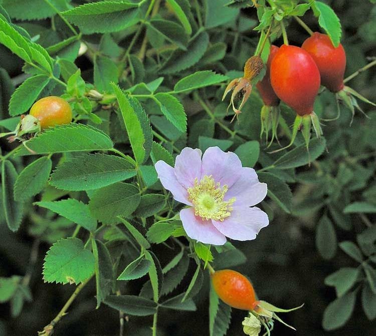 como plantar rosa mosqueta