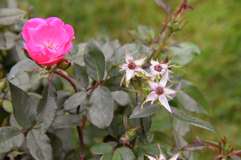 como plantar rosa rugosa