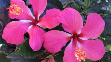 como plantar rosa sinensis