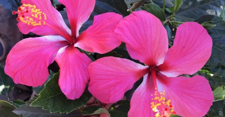 como plantar rosa sinensis