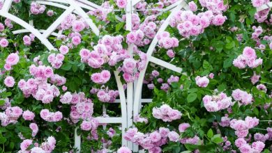 como plantar rosa trepadeira