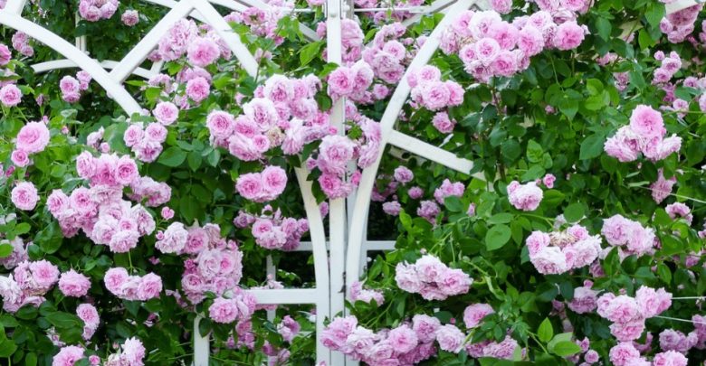 como plantar rosa trepadeira