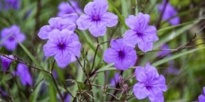 como plantar ruellia