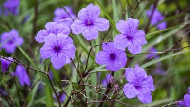 como plantar ruellia